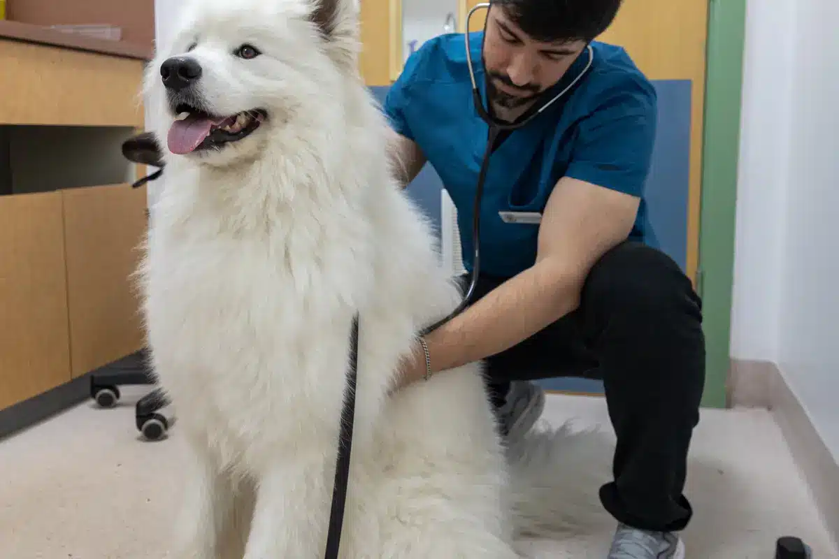 A Paws and Co vet with a Samoyed dog
