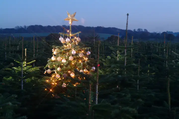 A lit Christmas tree in the Stockeld Park plantation at dusk